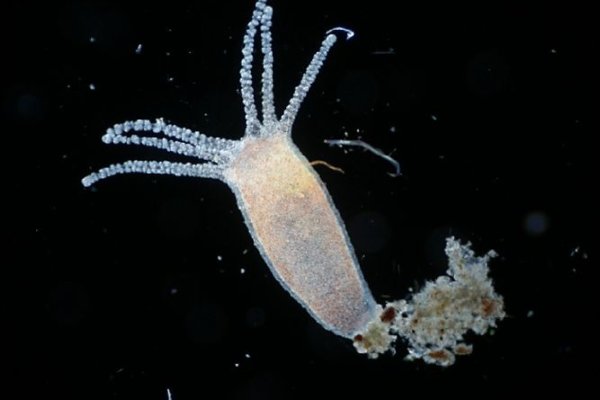 Ссылка кракен kraken torion net