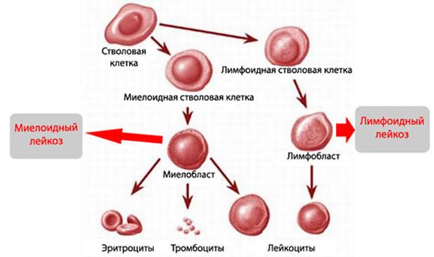 Можно ли зайти на кракен через обычный браузер